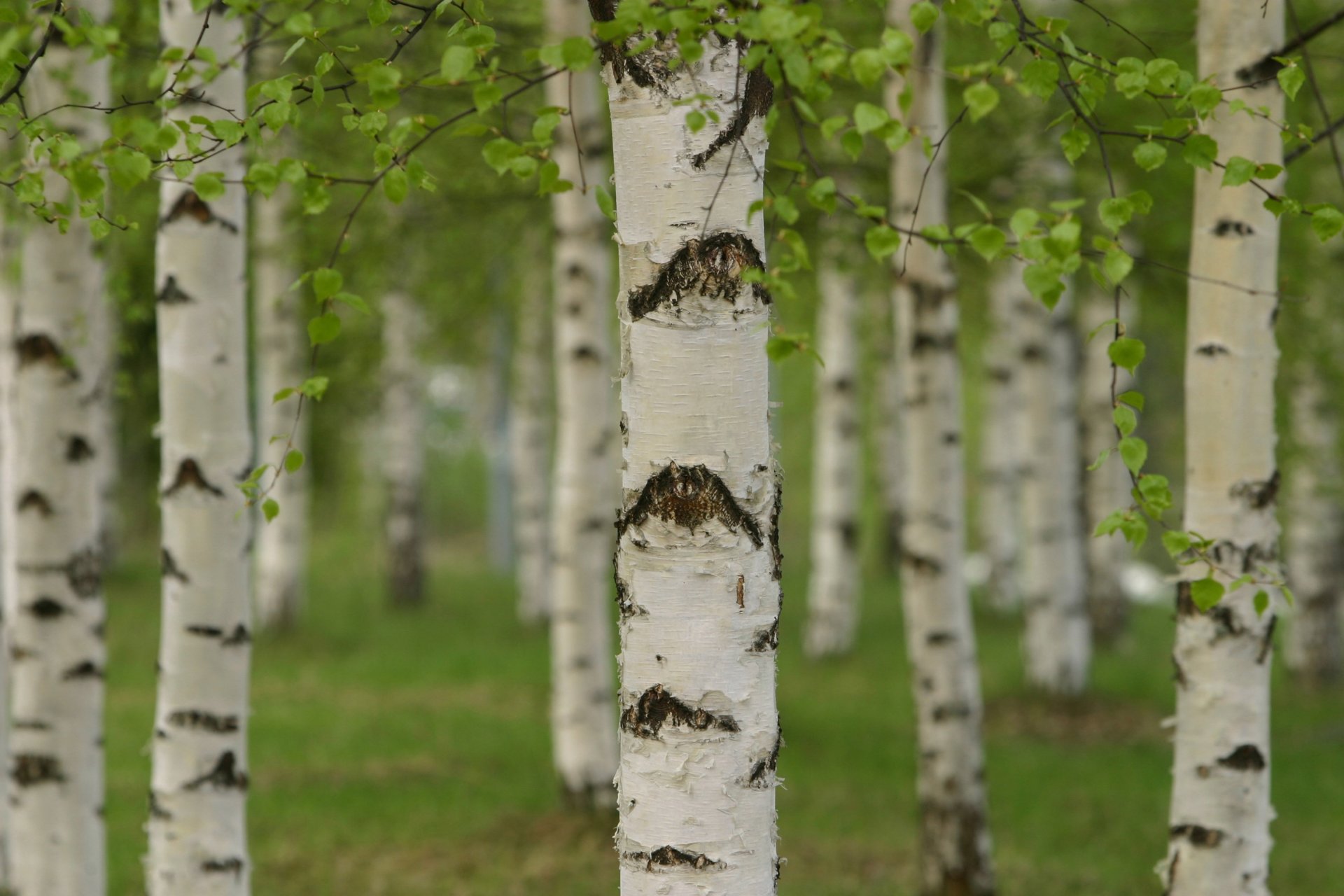 arboleda bosque