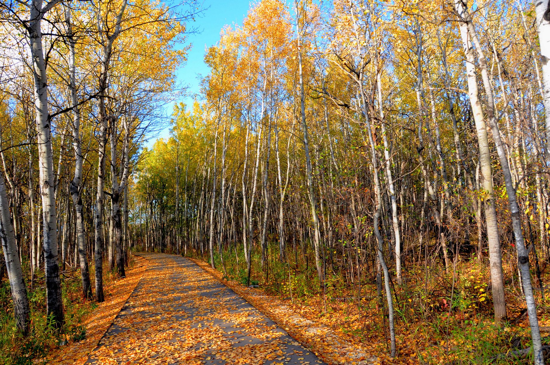 cielo parque bosque arboleda otoño hojas árboles camino