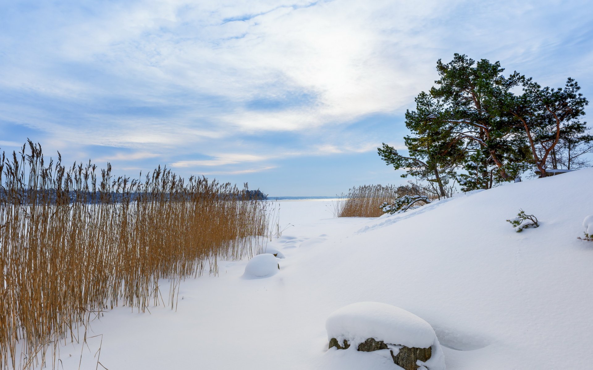 invierno nieve juncos