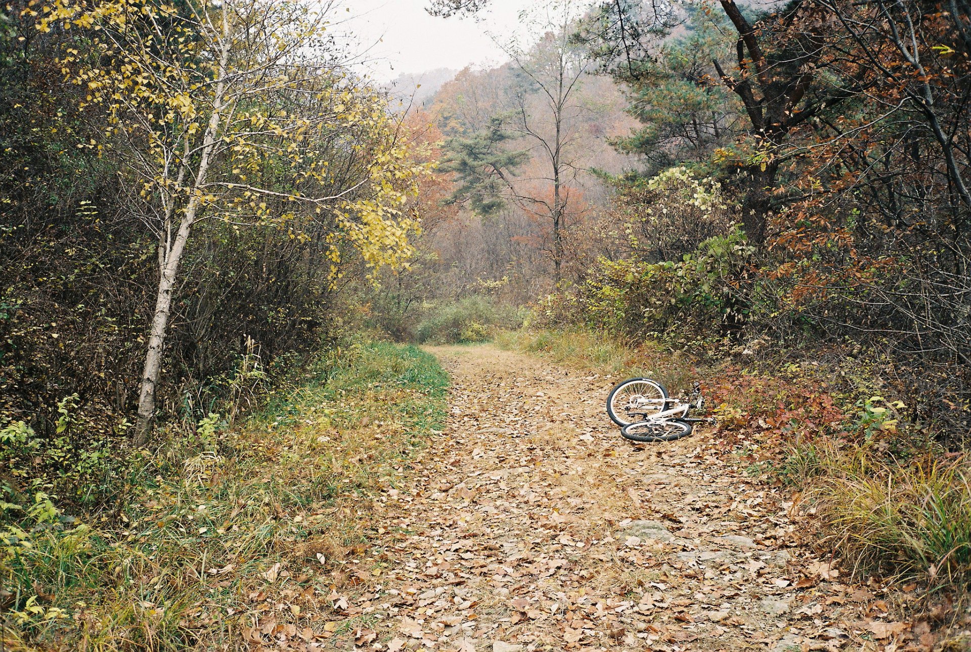 otoño bosque árboles niebla camino bicicleta