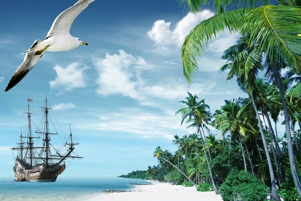 Gaviota sobre arena blanca