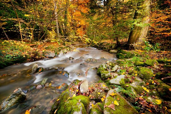 Bosque y río en el bosque en otoño