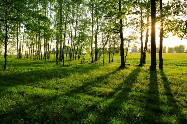 Verano soleado en el bosque verde