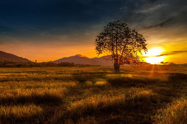 Árbol en el fondo de las montañas y la puesta de sol